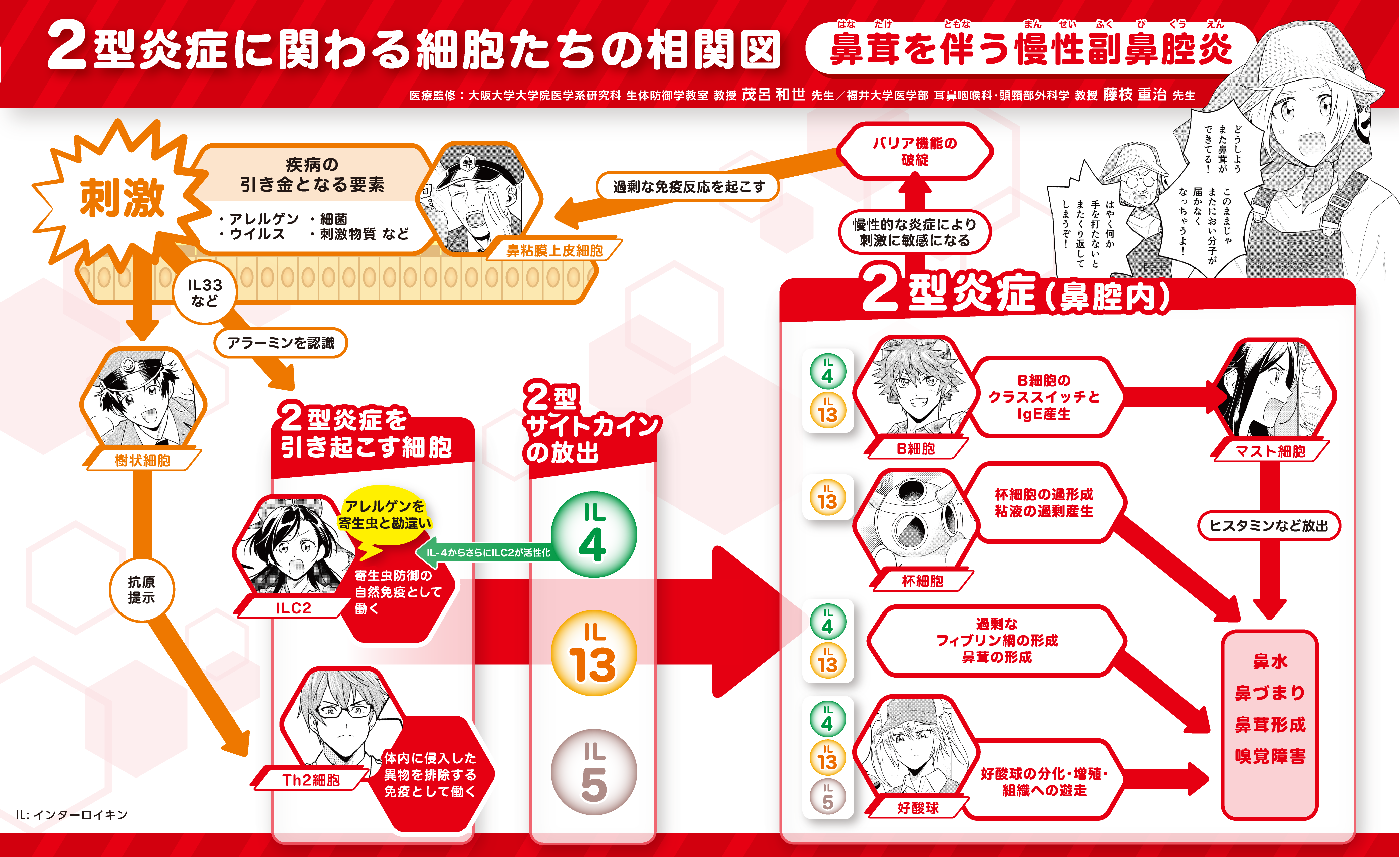 2型炎症に関わる細胞たちの相関図