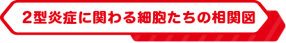 2型炎症に関わる細胞たちの相関図